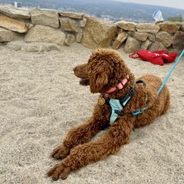 Poodle All Grown Up from Major League Poodles