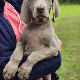 Weimaraner Puppies from Sterling Hill Weimaraners