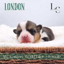 London - Black and tan female Pembroke Welsh Corgi puppy in Pine Village, Indiana from NL Horsemanship