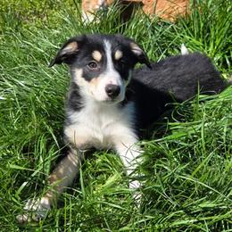 Declan - Tri-color male Border Collie puppy in Piedmont, South Carolina from Soaring Borders Border Collies