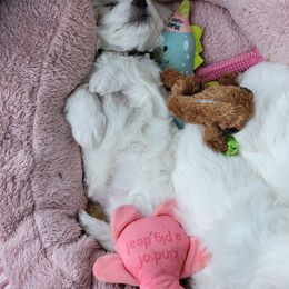 Companion Cross Puppies from SOMD Maltichon