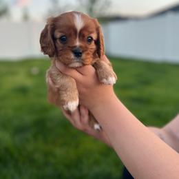 Leo - Ruby male Cavalier King Charles Spaniel puppy in Smithfield, Utah from Bella Notte Cavaliers
