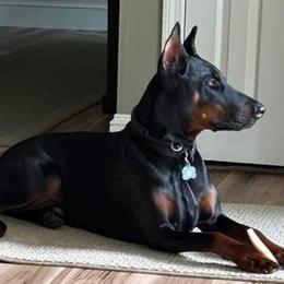 Doberman Pinschers from Kiziah Dobermans