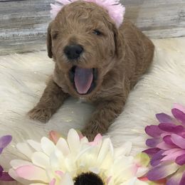 Goldendoodle and Poodle Puppies from Mustanghills Doodles and Poodles