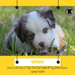 Australian Shepherd, Miniature Australian Shepherd, and Toy Australian Shepherd Puppies from TK Standard, Mini, & Toy Aussies