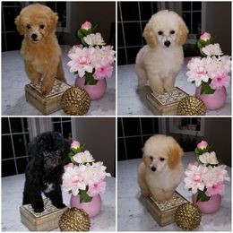 Poodle Puppies from Puppy Love 4ever