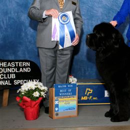 Newfoundlands from Furball Acres