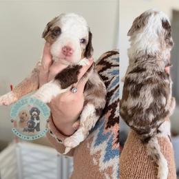 Comet - Merle male Bernedoodle puppy in Marion, Ohio from Doodles & Doxies