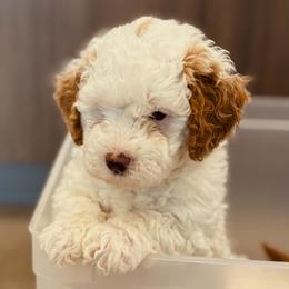 Bernedoodle, Goldendoodle, and Poodle Puppies from 4goldendoodles