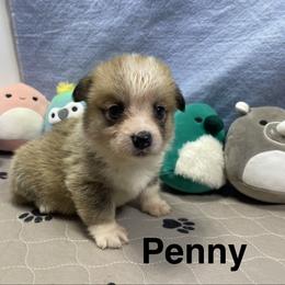 Penny - Sable female Pembroke Welsh Corgi puppy in Apison, Tennessee from Ashmore Corgis