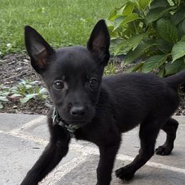 Diesel - Black brindle male Dutch Shepherd puppy in Watertown, Connecticut from APACHEK9