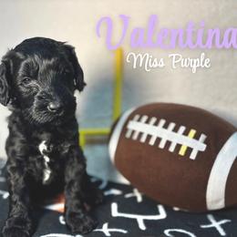 Valentina - Black female Australian Labradoodle puppy in Richmond, Kentucky from Happy Time Doodles