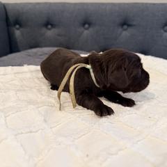 Teal - Liver female Boykin Spaniel puppy in Pearland, Texas from Double Shot Boykins