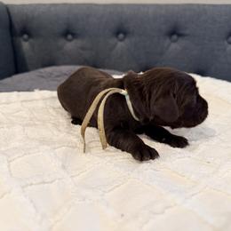 Teal - Liver female Boykin Spaniel puppy in Pearland, Texas from Double Shot Boykins