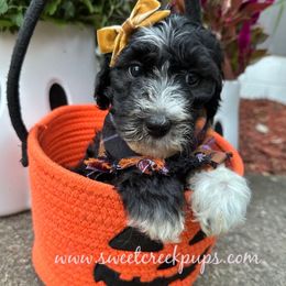 Fern - Black and white female Sheepadoodle puppy in Cambridge, Ohio from Sweet Creek Pups