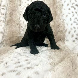 Girl 1 - Black Labradoodle puppy in Kingman, Arizona from The Dood Ranch