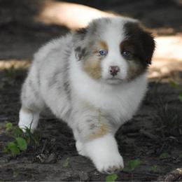 Zephyr - Red merle male Australian Shepherd puppy in Easton, Missouri from MMA Kennel