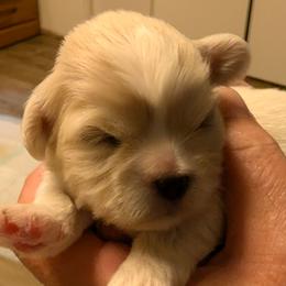 Iram - Cream male Lhasa Apso puppy in Fort Worth, Texas from Cynthia's Lhasa Apsos