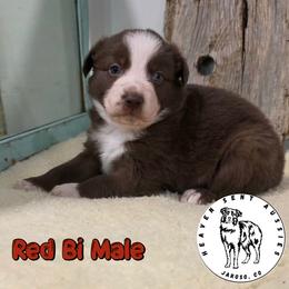 Enoch - Red & white male Miniature Australian Shepherd puppy in Jaroso, Colorado from Heaven Sent Aussies