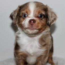 Boone - Red merle male Toy Australian Shepherd puppy in Wiggins, Colorado from Mile High Acres & Aussies