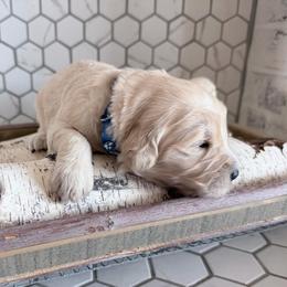 Hopper - Cream male Goldendoodle puppy in Mount Pleasant, Utah from Betty's Goldendoodles