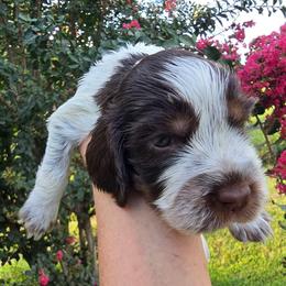Dixie - Liver white and tan female English Springer Spaniel puppy in Hephzibah, Georgia from Sidel's Springers