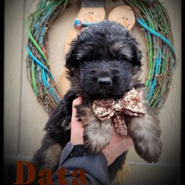 Data - Black and tan male German Shepherd puppy in Fort Jennings, Ohio from Von Holtzapple German shepherds