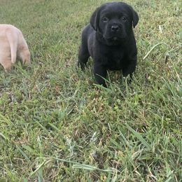 Labrador Retriever Puppies from Whiskey Mountain Labradors