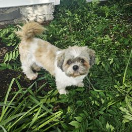 Patches - Shih Tzu
