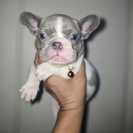 Bullseye - White male French Bulldog puppy in Avondale, Arizona from Montes House of  Frenchies