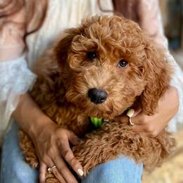 Hampton or Hammy  (Boy 1) - Red  male Goldendoodle puppy in Frederick, Maryland from Loving Doodles