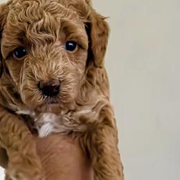 Australian Labradoodles, Bernedoodles, Goldendoodles, Poodles, and Sheepadoodles from Sutton Place Doodles