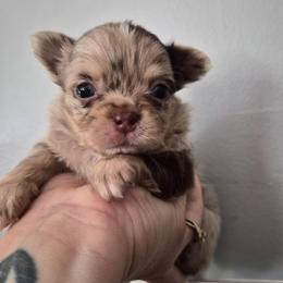 Vermeer - Merle male Chihuahua puppy in Silver Summit, Utah from Snow Peak Kennel