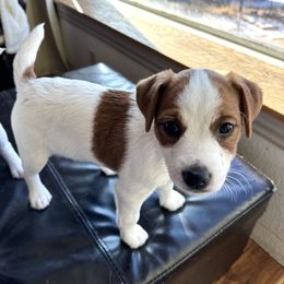 Jack Russell Terrier Puppies from Shavano Creek Jack Russell Terriers, LLC