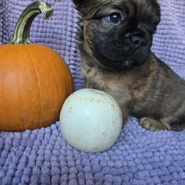 McDouble - Fawn male French Bulldog puppy in Asheville, North Carolina from MTO KENNELS