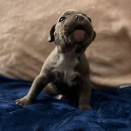 Rolex - Blue male Boston Terrier puppy in Pahrump, Nevada from Lujan Ranch