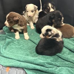 Miniature Australian Shepherd puppies from Ashley's Aussies, LLC