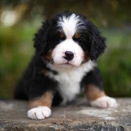 Flash - Tri-color male Bernese Mountain Dog puppy in Pasco, Washington from Sunset Grove