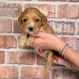 Gaston - Apricot male Cavapoo puppy in Calhoun, Georgia from Happy Top Doodles