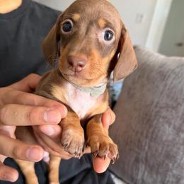 Marquis - Chocolate and tan male Dachshund puppy in Los Angeles, California from Dachshunds of the Desert