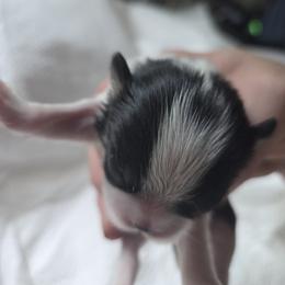 Japanese Chin Puppies from Chincredible Puppies