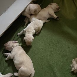 Boy 7 - male Golden Retriever puppy in Warrenton, Virginia from Four Lochs LLC