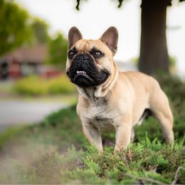 Henri - French Bulldog