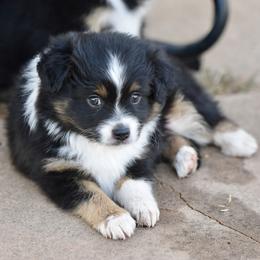 Colt - Black tri male Toy Australian Shepherd puppy in Wichita Falls, Texas from Shooting Stars Ranch Toy and Mini Aussies