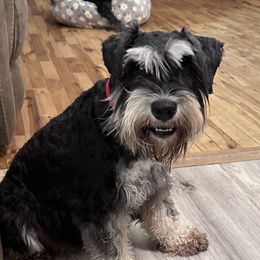 Eema - Miniature Schnauzer