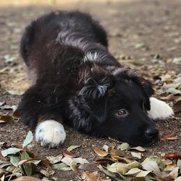 Pibb - Black tri-color male Australian Shepherd puppy in Wichita Falls, Texas from Spotted Mule Aussies