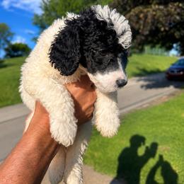 Olaf - Parti female Poodle puppy in Washington, Pennsylvania from Patriotic Poodles