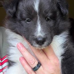 Forest - Black and white male Shetland Sheepdog puppy in Weeping Water, Nebraska from Celebration Shelties