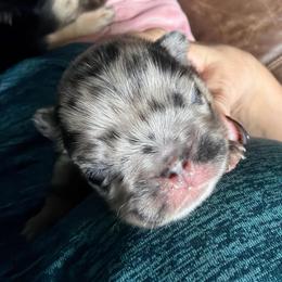Benny - Black and white male French Bulldog puppy in Shakopee, Minnesota from Fishie's Frenchies
