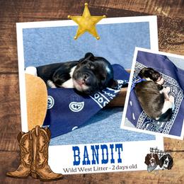 Bandit - Black white and tan male English Springer Spaniel puppy in Albany, Minnesota from Farm Fresh Labradors & English Springers